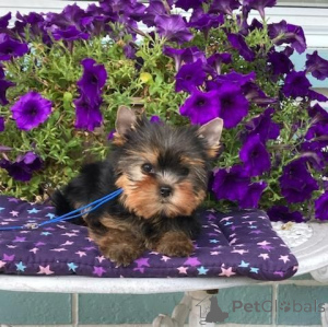 Photo №2 de l'annonce № 166735 de la vente yorkshire terrier - acheter à France annonce privée, éleveur