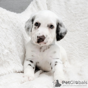 Photo №4. Je vais vendre dalmatien en ville de Vienna. annonce privée - prix - 379€