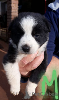 Photo №1. border collie - à vendre en ville de Augsbourg | négocié | Annonce №170519