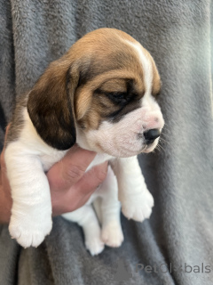 Photo №3. On sait qu'ils ont un caractère amical.. USA