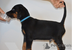 Photo №1. dobermann - à vendre en ville de Homer | 284€ | Annonce №51095