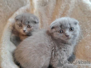 Photo №1. scottish fold - à vendre en ville de Odessa | 200€ | Annonce № 132589