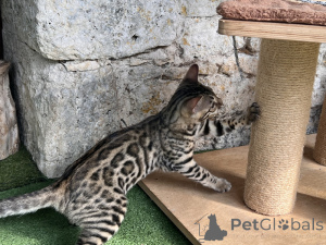 Photo №3. Bébé chaton Bengal disponible. Allemagne