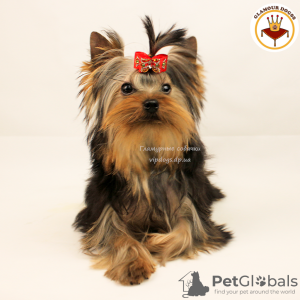 Photo №3. Chiot de race Yorkshire Terrier. Documents internationaux de la KSU.. Ukraine