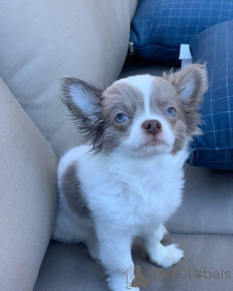 Photo №1. chihuahua - à vendre en ville de Manchester | négocié | Annonce №166828