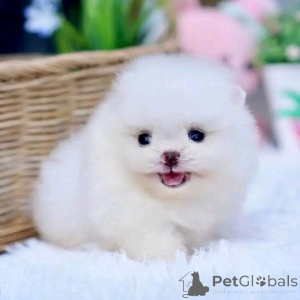 Photo №2 de l'annonce № 161936 de la vente  - acheter à Espagne 