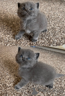 Photo №1. british shorthair - à vendre en ville de Lecester | négocié | Annonce № 173844