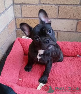 Photo №4. Je vais vendre bouledogue en ville de Rostock. annonce privée - prix - 331€