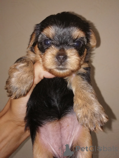 Photo №4. Je vais vendre biewer yorkshire terrier, yorkshire terrier en ville de Riga. annonce privée, de la fourrière, éleveur - prix - 700€
