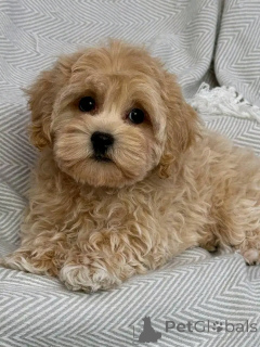 Photo №1. cavalier king charles spaniel, caniche royale, caniche (jouet) - à vendre en ville de Weißwasser | négocié | Annonce №151113