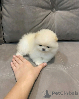 Photo №3. Chiot Pomeranian à tasse de thé pour adoption. USA