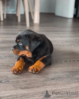 Photo №4. Je vais vendre rottweiler en ville de Gothenburg. éleveur - prix - 473€