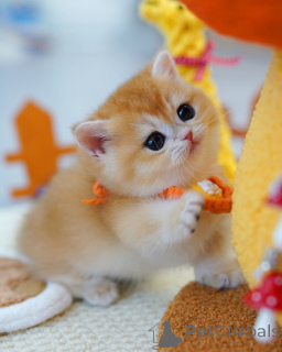 Photo №2 de l'annonce № 165878 de la vente british shorthair - acheter à Belgique éleveur