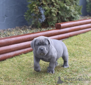 Photo №4. Je vais vendre cane corso en ville de Alavus. annonce privée - prix - 581€