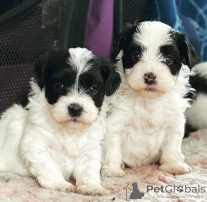 Photo №1. bichon havanais - à vendre en ville de Helsinki | négocié | Annonce №83020