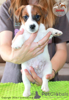 Photo №1. jack russell terrier - à vendre en ville de Paniówki | 1600€ | Annonce №107631