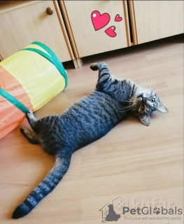 Photo №2 de l'annonce № 93607 de la vente chat de gouttière - acheter à Biélorussie annonce privée