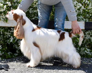 Photo №4. Je vais vendre cocker spaniel anglais en ville de Chelyabinsk. de la fourrière - prix - 313€