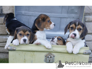 Photo №1. beagle - à vendre en ville de San Cristobal | Gratuit | Annonce №9927