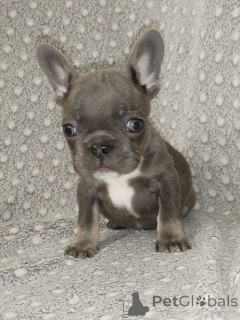 Photo №1. bouledogue - à vendre en ville de Brest | négocié | Annonce №161223
