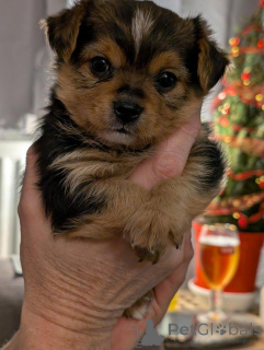 Photo №2 de l'annonce № 173358 de la vente yorkshire terrier - acheter à Chypre 
