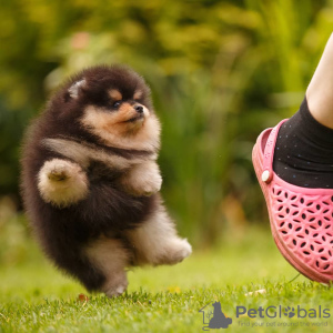 Photo №3. poméranien. Fédération de Russie