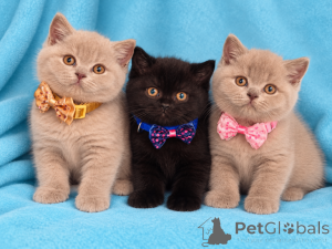Photo №1. british shorthair - à vendre en ville de Ostrava | négocié | Annonce № 178773