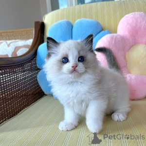 Photo №1. ragdoll - à vendre en ville de Dublin | négocié | Annonce № 156419