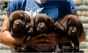 Photo №2 de l'annonce № 138369 de la vente labrador retriever - acheter à Serbie 