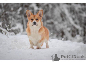 Photos supplémentaires: Welsh Corgi 3 mois (parents titrés)