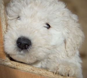 Photos supplémentaires: Komondor