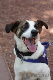 Photo №3. Rencontrez Arnie, incroyablement calme et intelligent !. Fédération de Russie