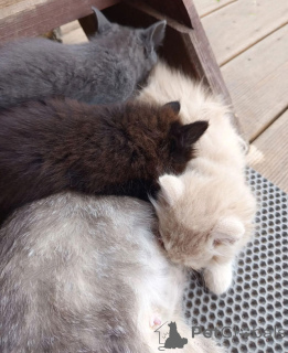 Photo №3. Nous recherchons un foyer pour cinq chatons incroyablement beaux. Fédération de Russie