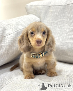 Photo №1. teckel - à vendre en ville de Bruxelles | négocié | Annonce №156453