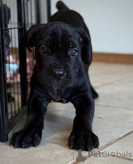 Photo №1. cane corso - à vendre en ville de Fagevrik | négocié | Annonce №161250