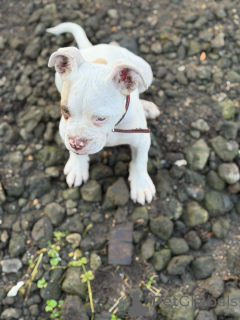 Photo №2 de l'annonce № 178811 de la vente american pit bull terrier - acheter à Islande éleveur