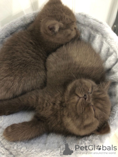 Photo №1. british shorthair - à vendre en ville de Bonn | 300€ | Annonce № 123354