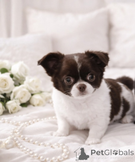 Photo №3. Beauté VIP aux yeux bleus !. Ukraine