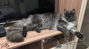 Photo №1. maine coon - à vendre en ville de Ufa | négocié | Annonce № 115139