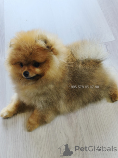 Photo №2 de l'annonce № 163833 de la vente spitz nain - acheter à Georgia annonce privée, de la fourrière, éleveur