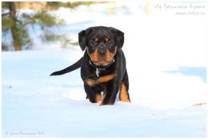 Photo №3. Chiot Rottweiler. Fédération de Russie