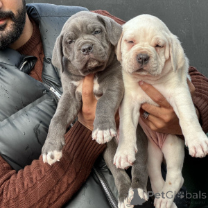 Photo №2 de l'annonce № 176442 de la vente cane corso - acheter à Allemagne éleveur