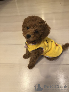 Photo №2 de l'annonce № 132983 de la vente caniche (nain) - acheter à USA 