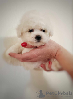 Photos supplémentaires: Chiot Bichon Frieze à vendre