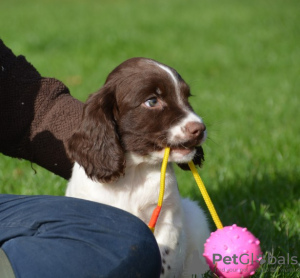 Photo №3. Anglais Springer Spaniel Welpen Zur Adoption Verfügbar. Allemagne