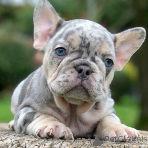 Photo №3. Achetez Franse Bulldog-puppy's. Belgique