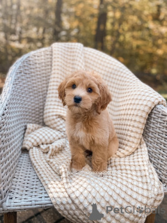 Photo №3. Rencontrez Oliver, le petit explorateur intelligent au cœur d'or ! Toujours prêt. Allemagne