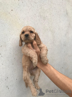 Photo №2 de l'annonce № 128692 de la vente cocker américain - acheter à Turquie annonce privée