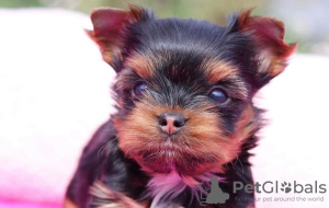 Photo №1. chihuahua, yorkshire terrier - à vendre en ville de Berlin | 284€ | Annonce №97259