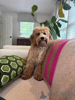 Photo №2 de l'annonce № 159637 de la vente labradoodle - acheter à Italie annonce privée